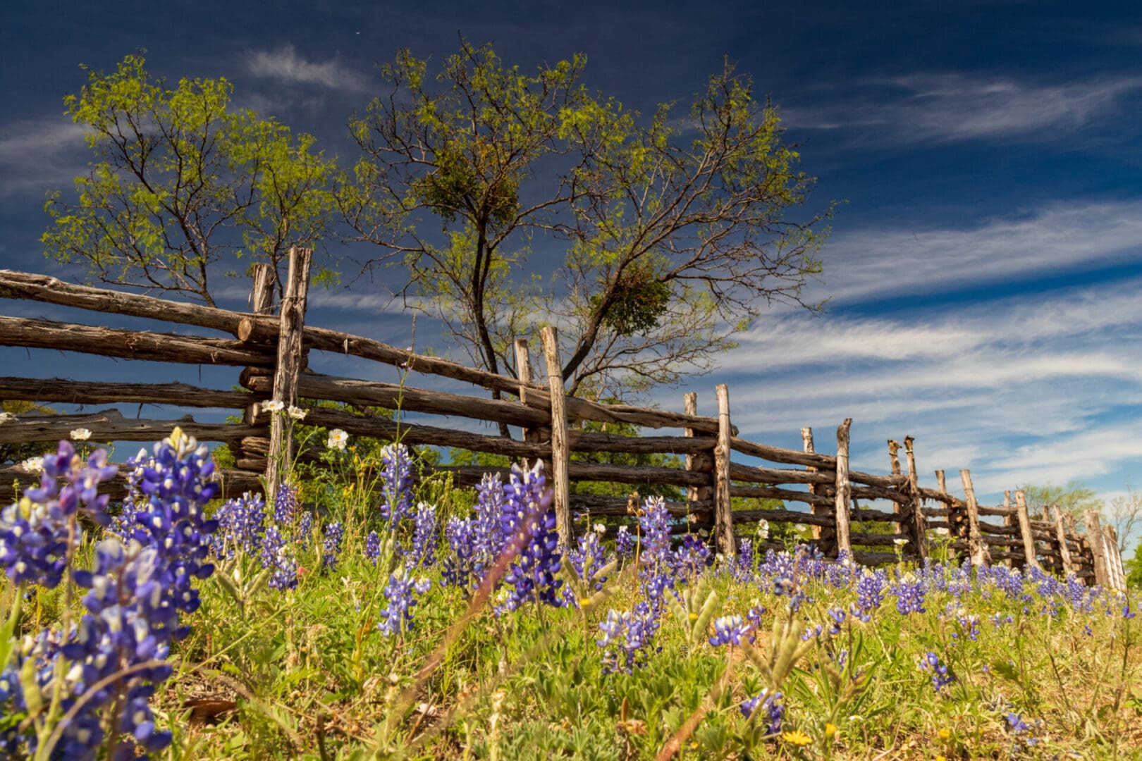 Bluebonnets and white wildflowers and fence line in field and bl